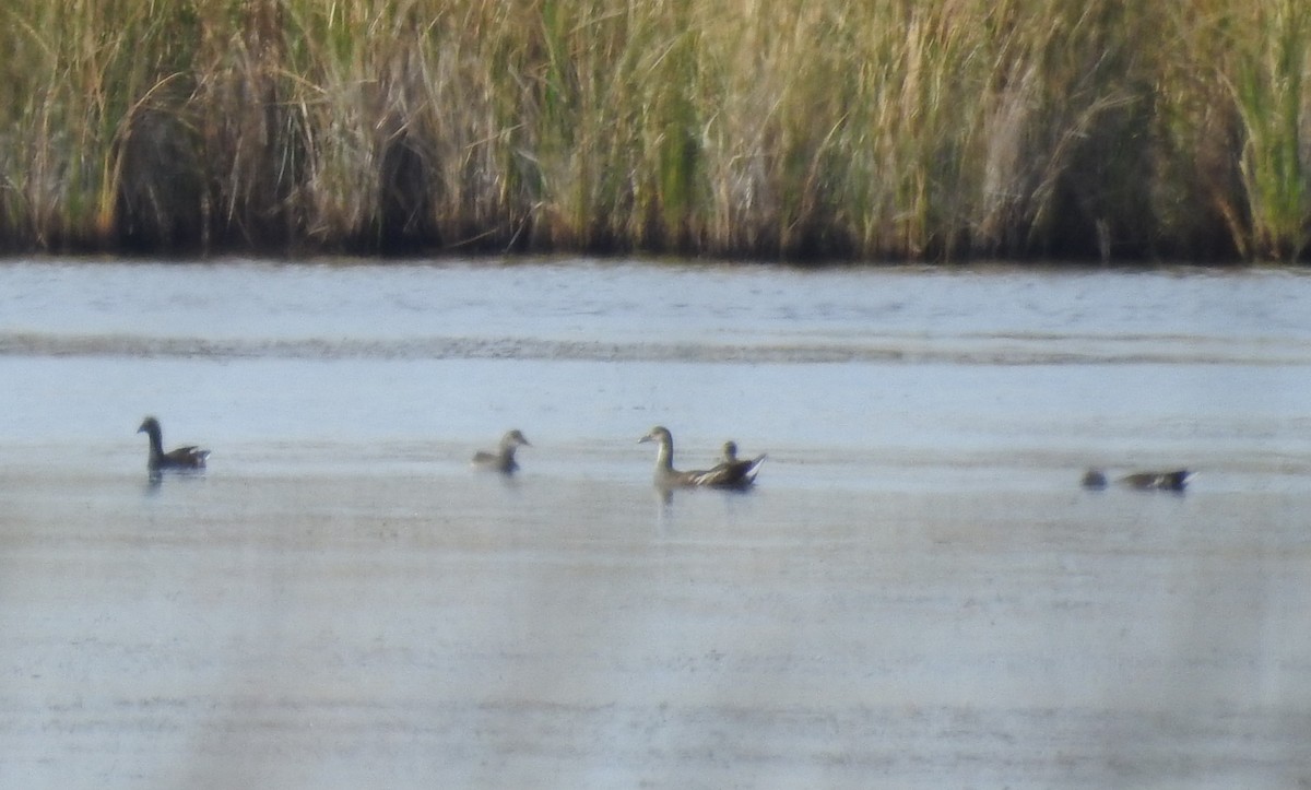 Common Gallinule - ML375027161