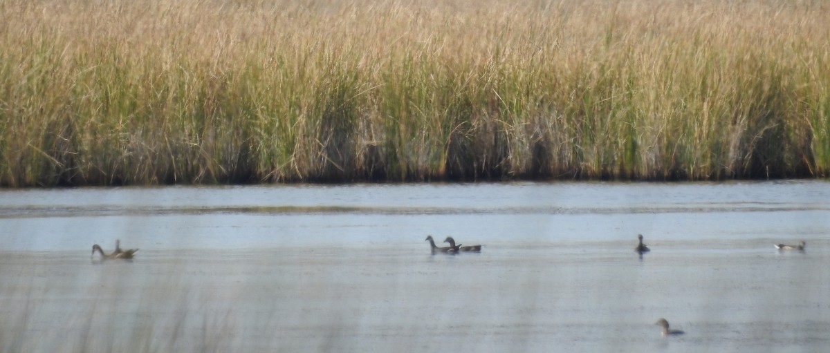 Common Gallinule - Fred Shaffer