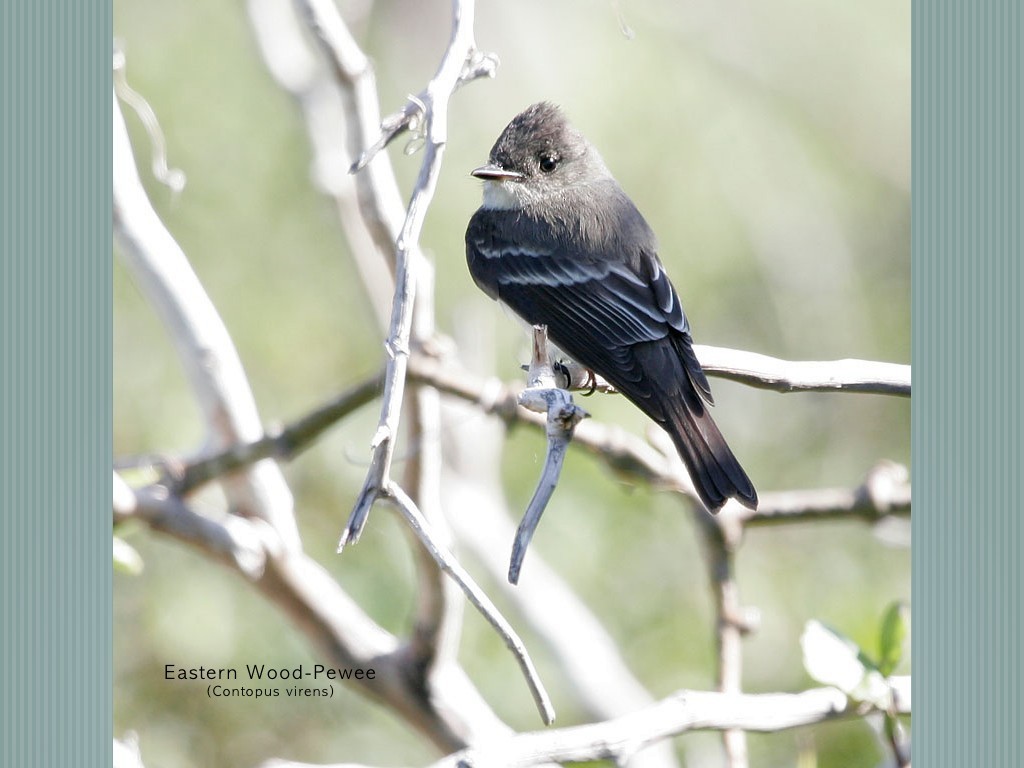 Eastern Wood-Pewee - John Lewis