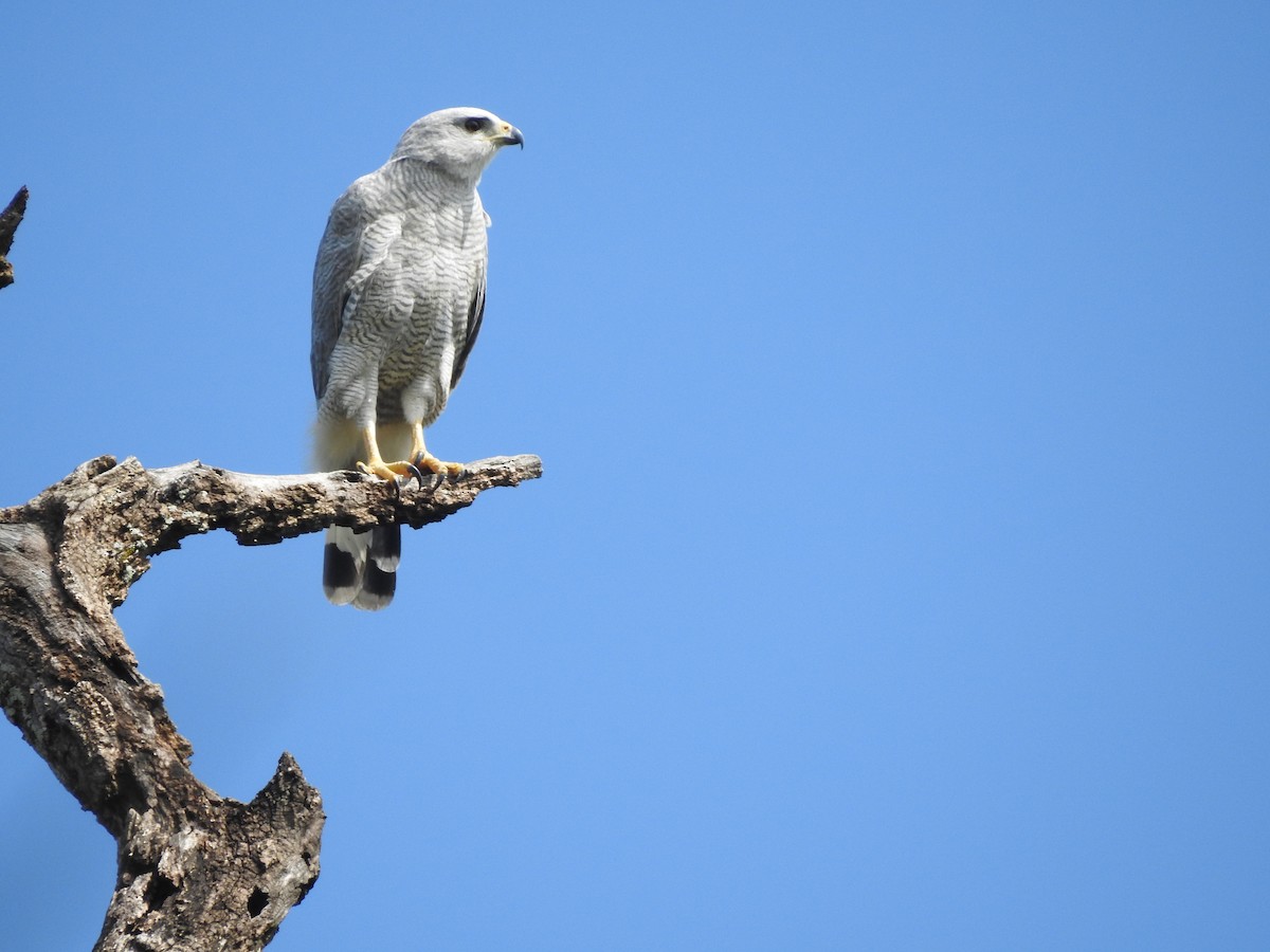 ハイイロノスリ - ML375028851