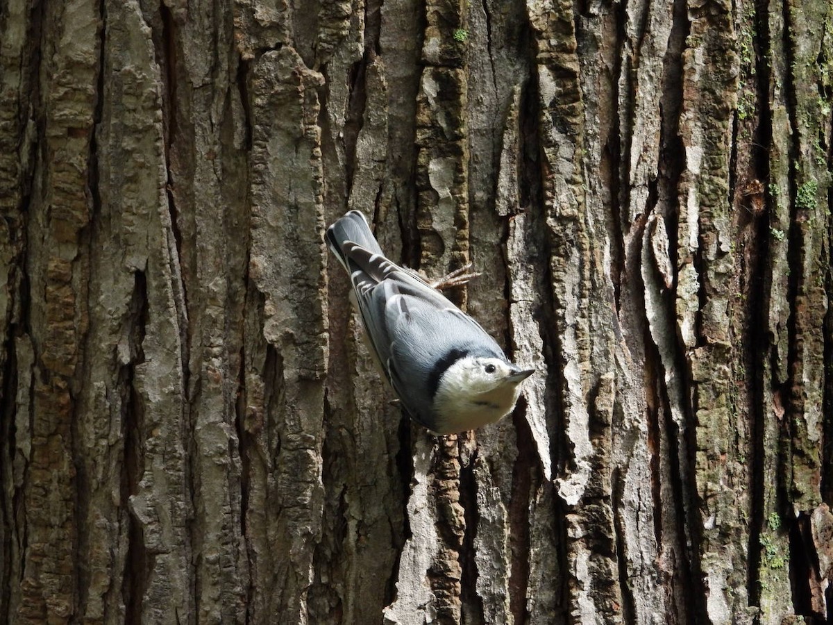 White-breasted Nuthatch - ML375028931