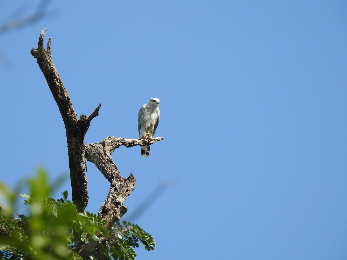 ハイイロノスリ - ML375028971