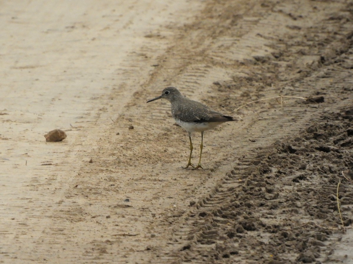 Solitary Sandpiper - ML375029701