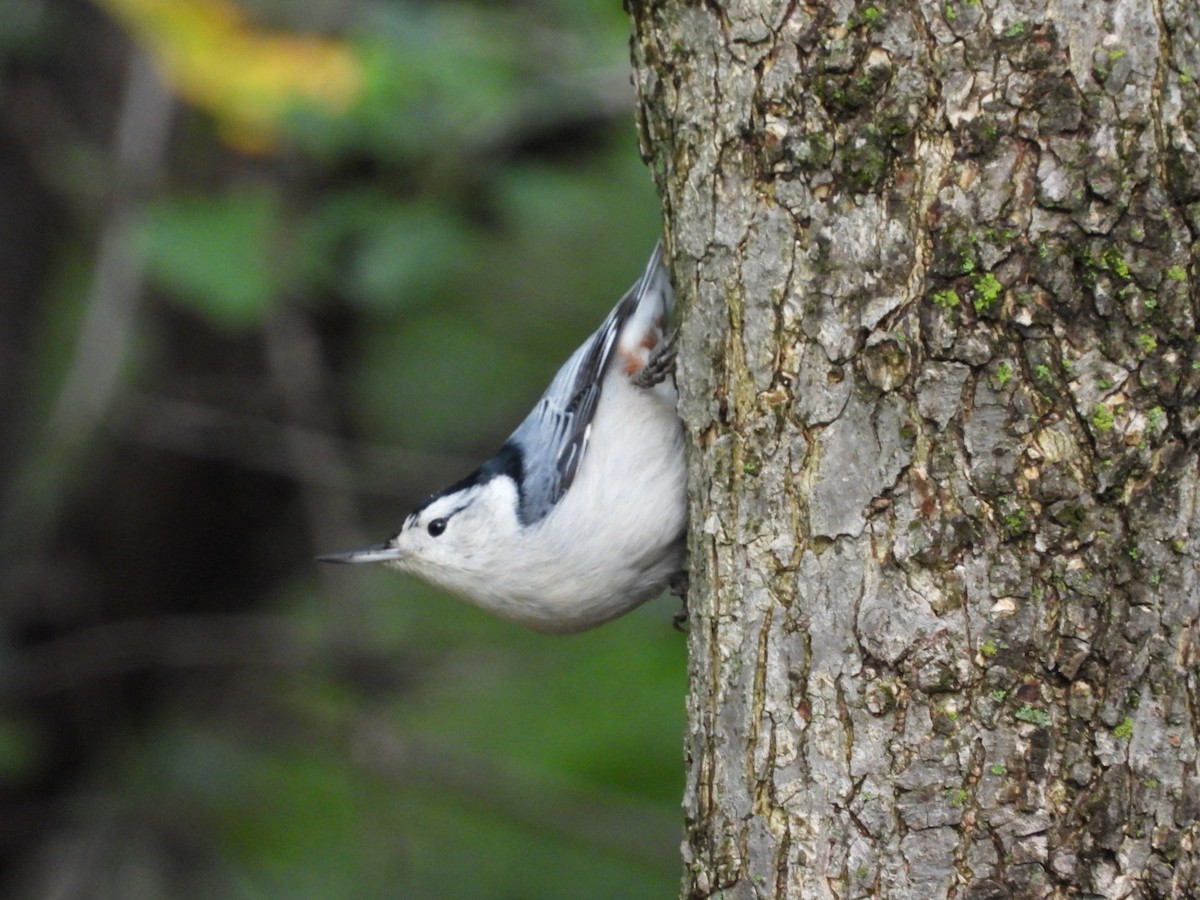 White-breasted Nuthatch - ML375030451