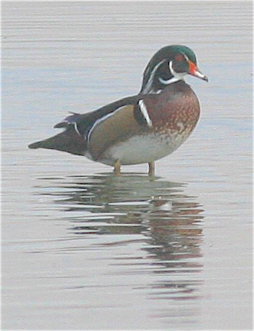 Wood Duck - Anonymous