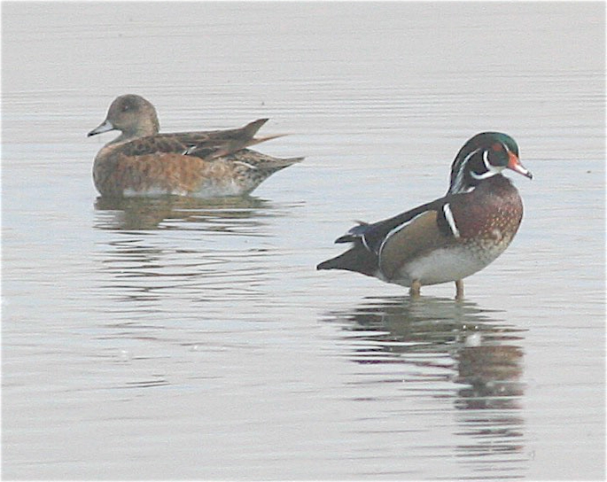 Wood Duck - Anonymous