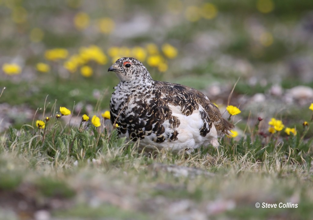 White-tailed Ptarmigan - ML37503261