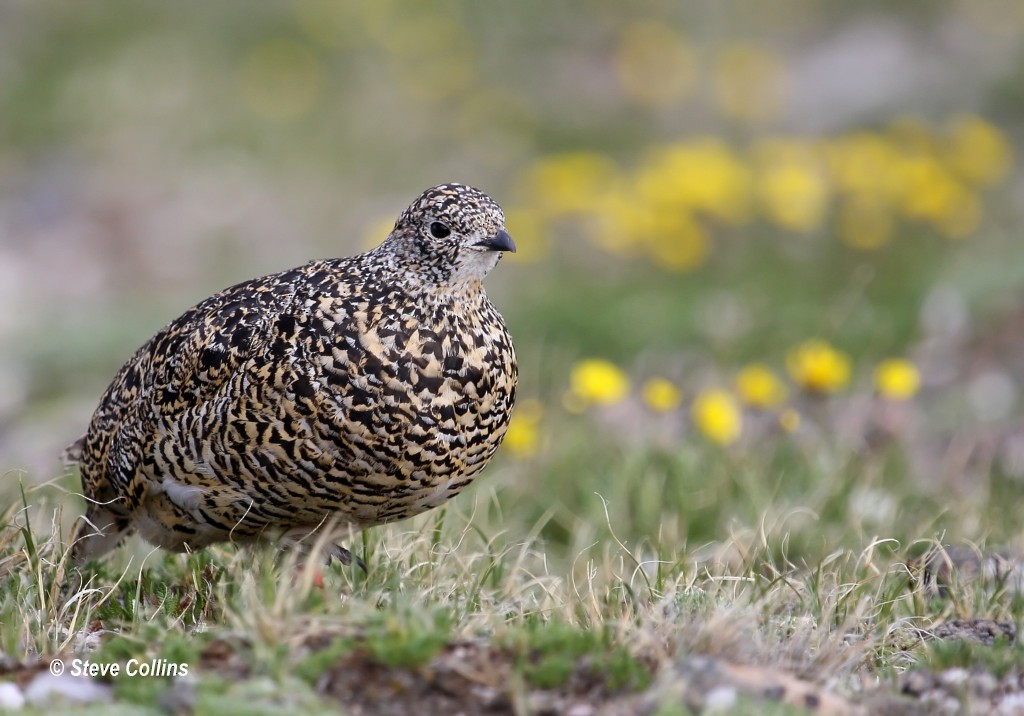 White-tailed Ptarmigan - Steve Collins