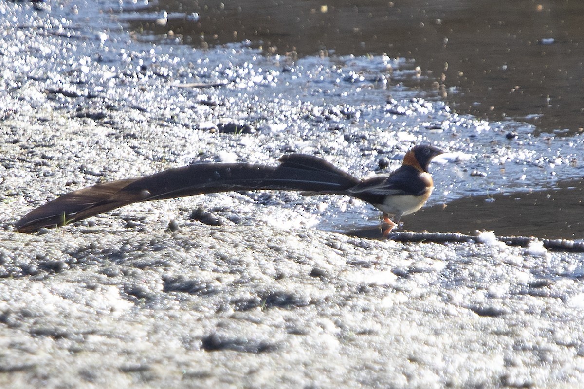 Togo Paradise-Whydah - ML375032911