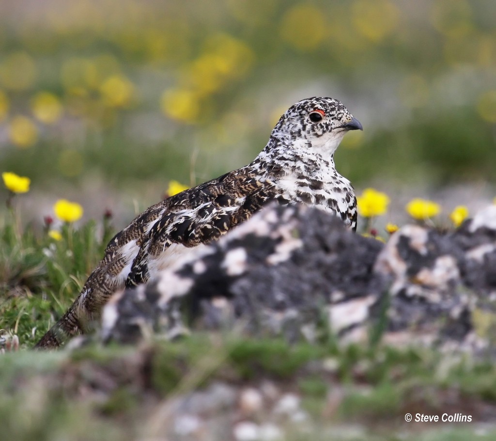 White-tailed Ptarmigan - ML37503301