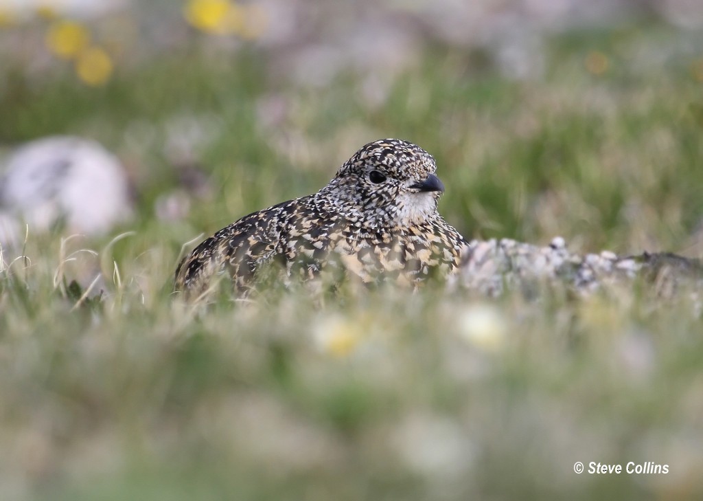 White-tailed Ptarmigan - ML37503311