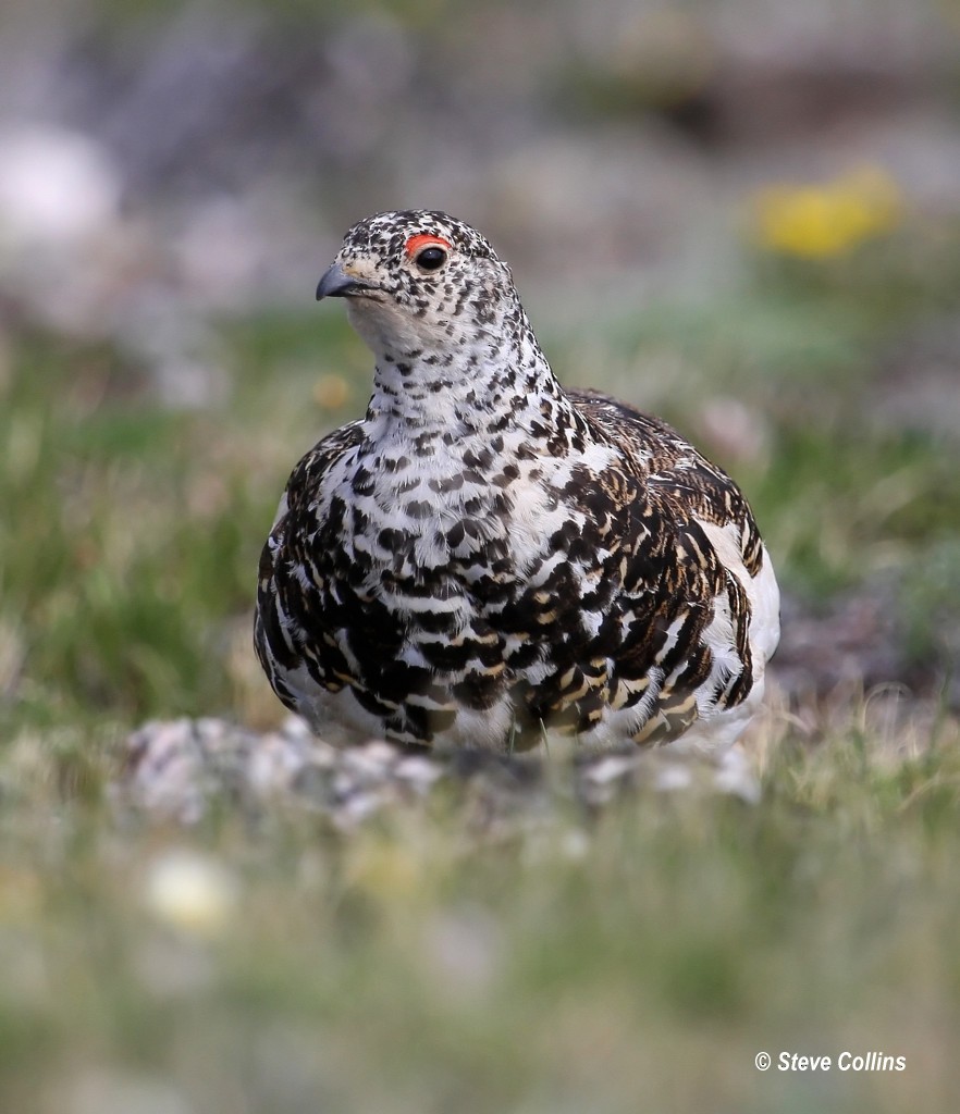 White-tailed Ptarmigan - ML37503321