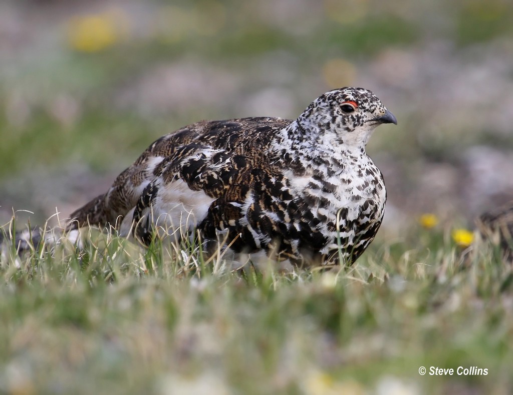 White-tailed Ptarmigan - ML37503331