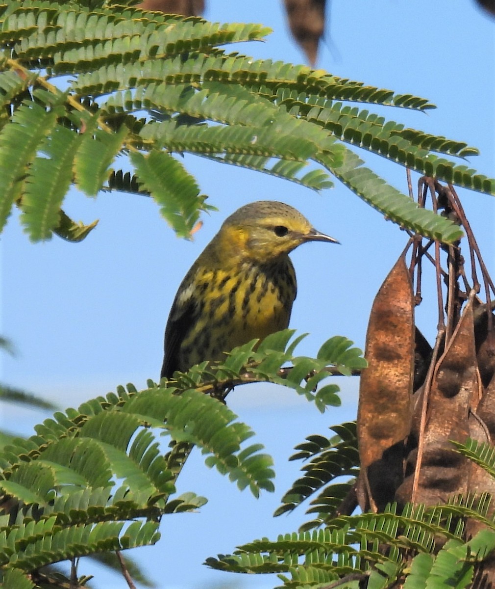 Cape May Warbler - ML375034371