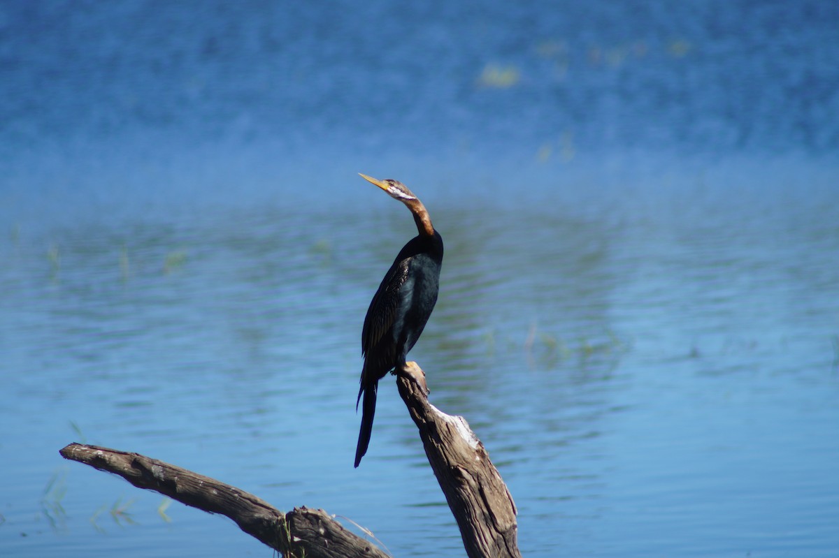 anhinga australská - ML375034431