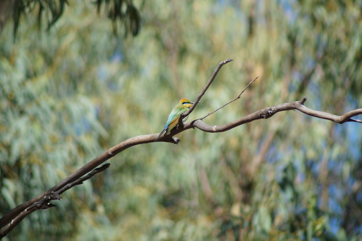Rainbow Bee-eater - Daniel Traub