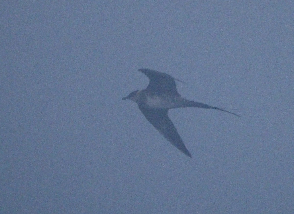 Long-tailed Jaeger - ML375034651