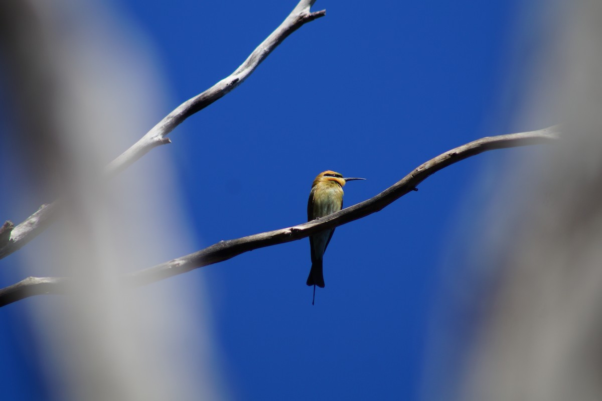 Rainbow Bee-eater - Daniel Traub