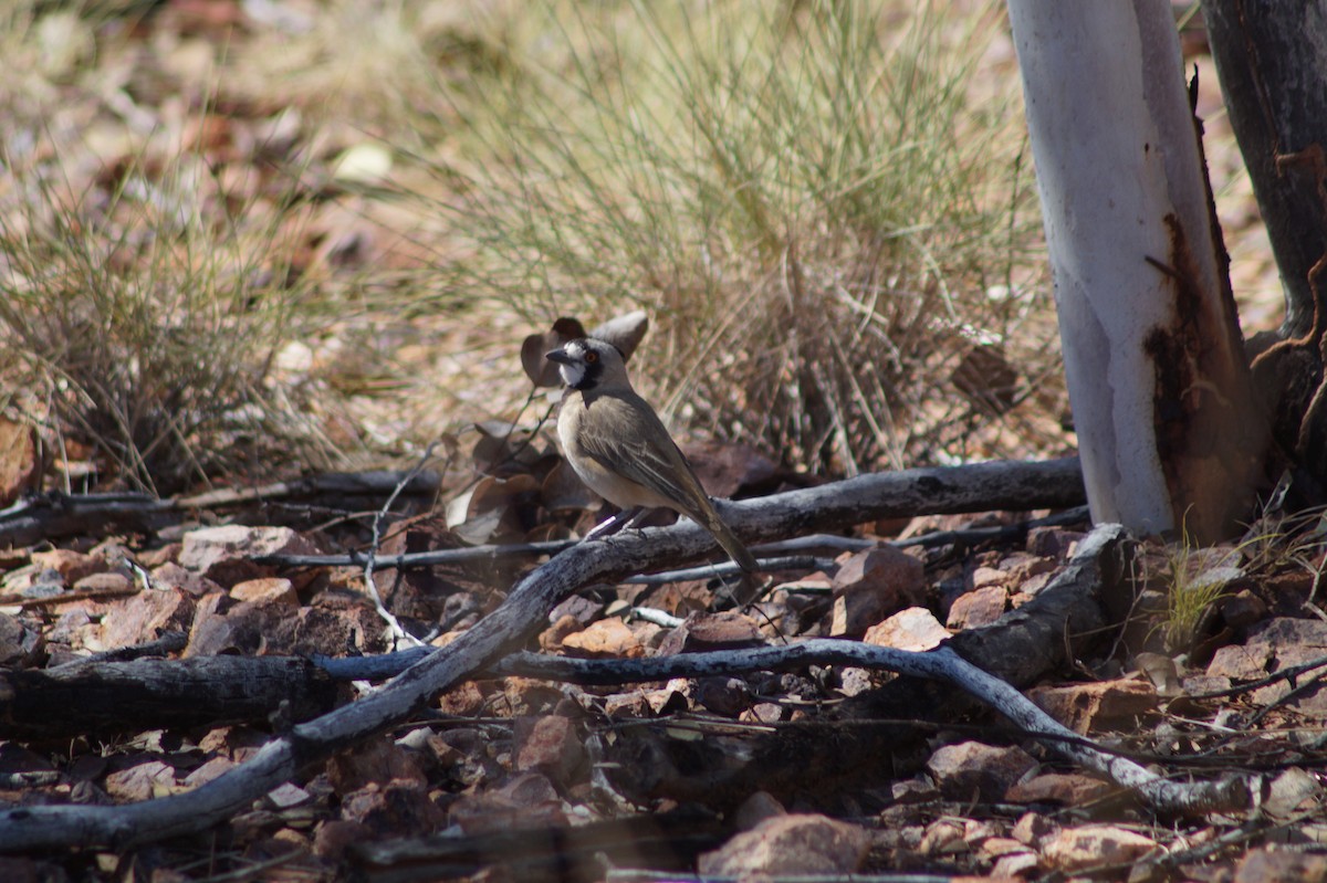 Crested Bellbird - ML375036941