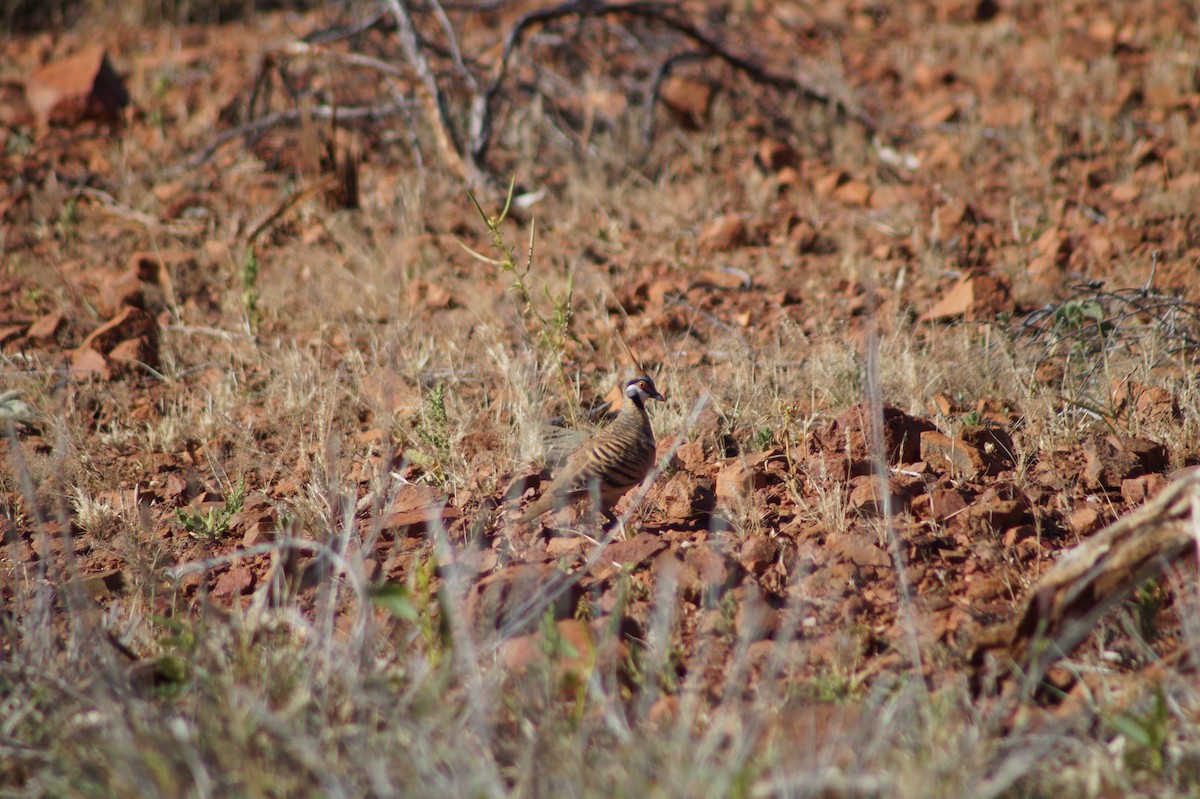 Spinifex Pigeon - ML375036991