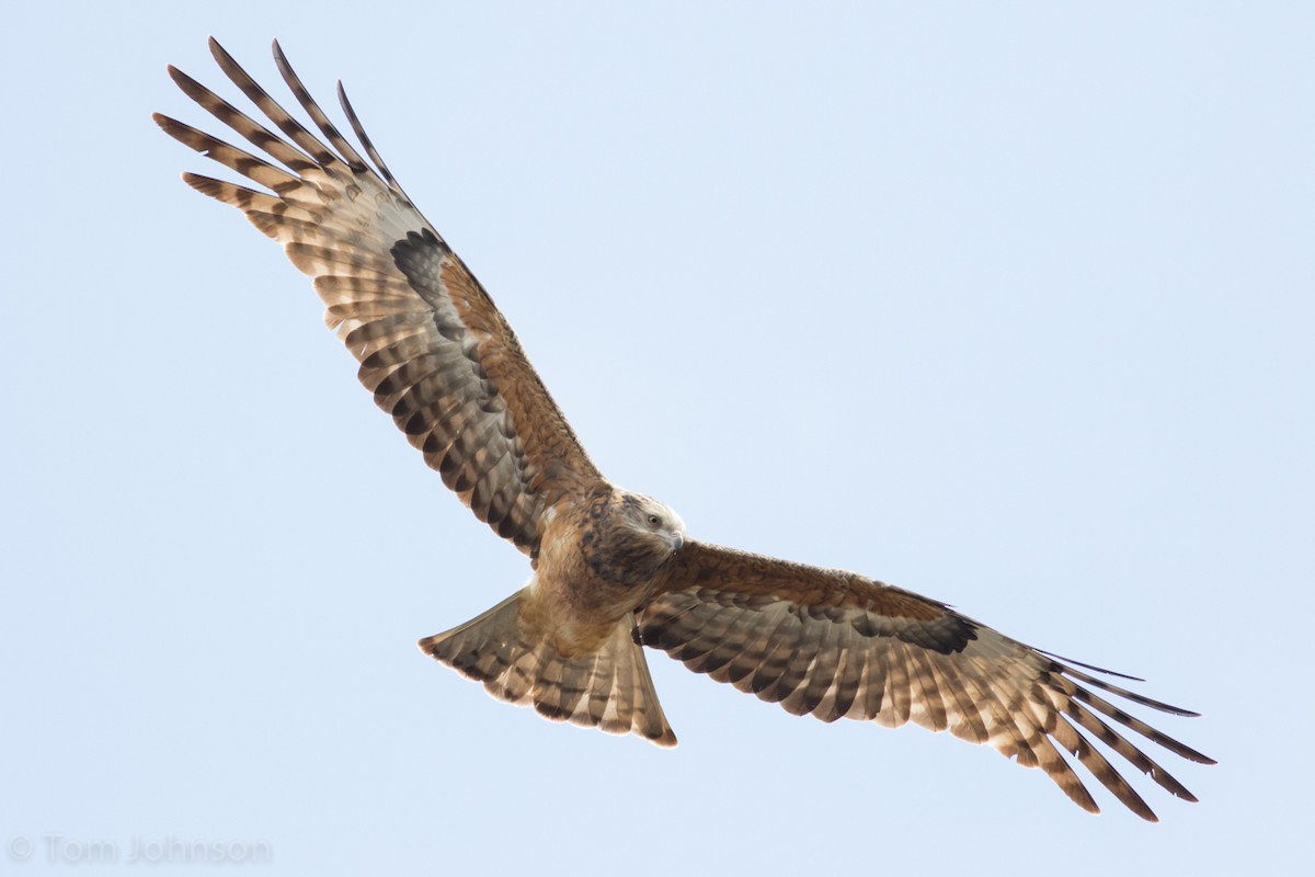 Square-tailed Kite - ML37503701