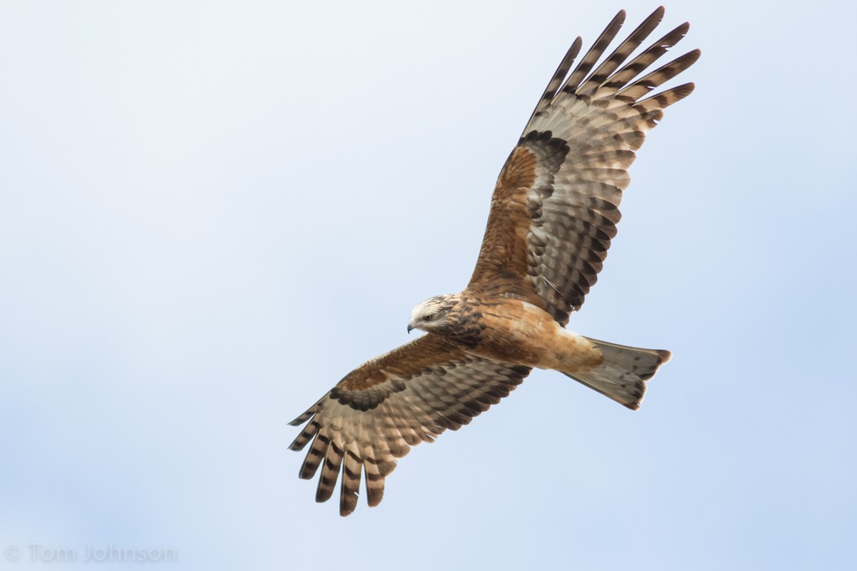 Square-tailed Kite - Tom Johnson
