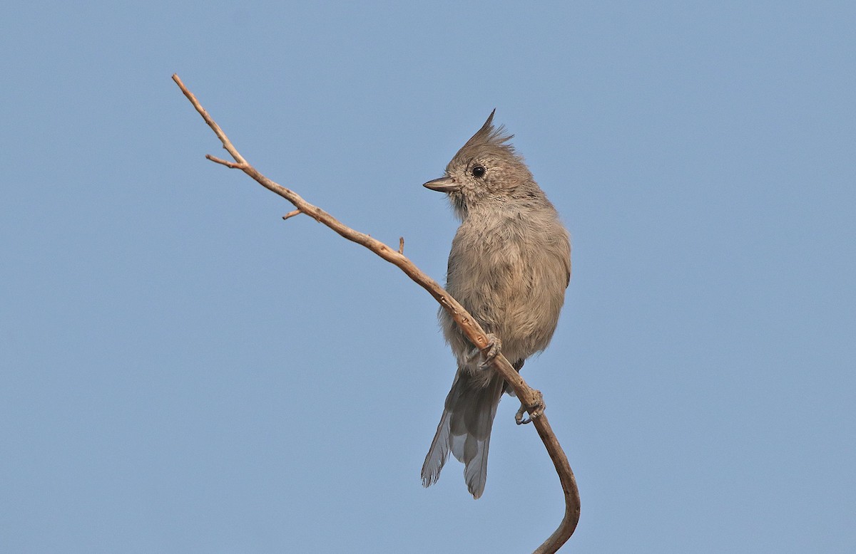Juniper Titmouse - ML375037751