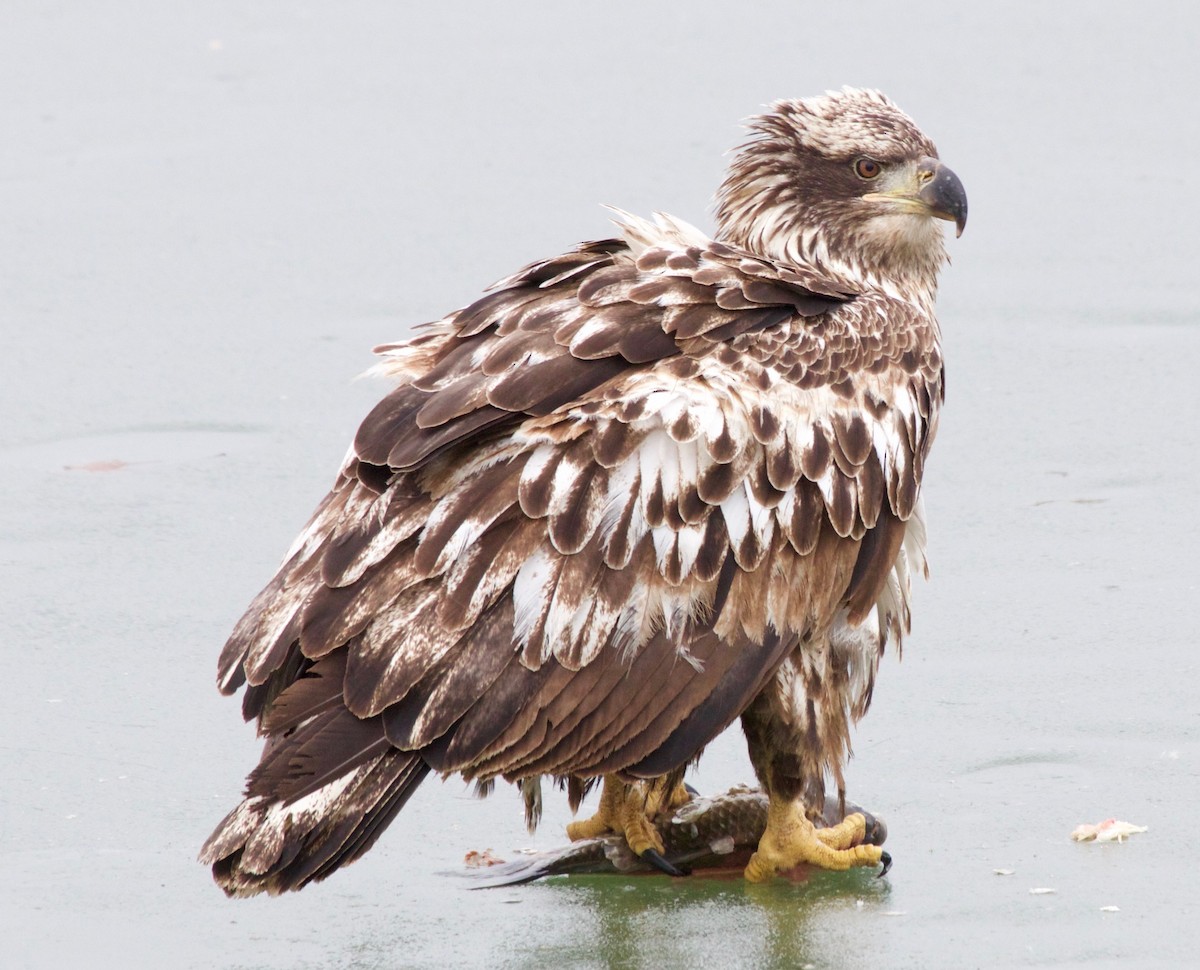 Bald Eagle - Karl Overman