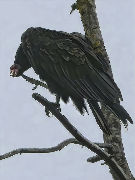 Turkey Vulture - ML375039331