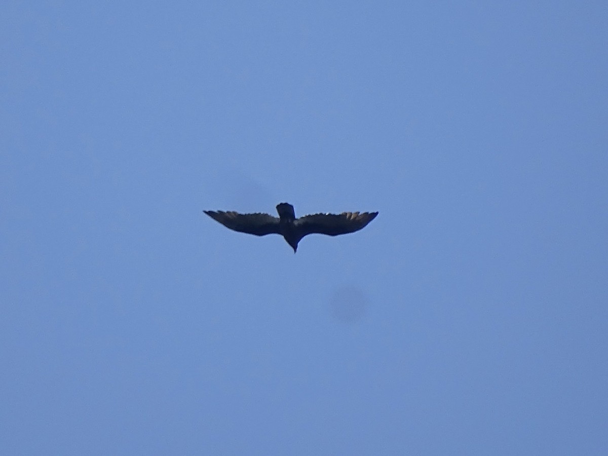 Turkey Vulture - ML375040261