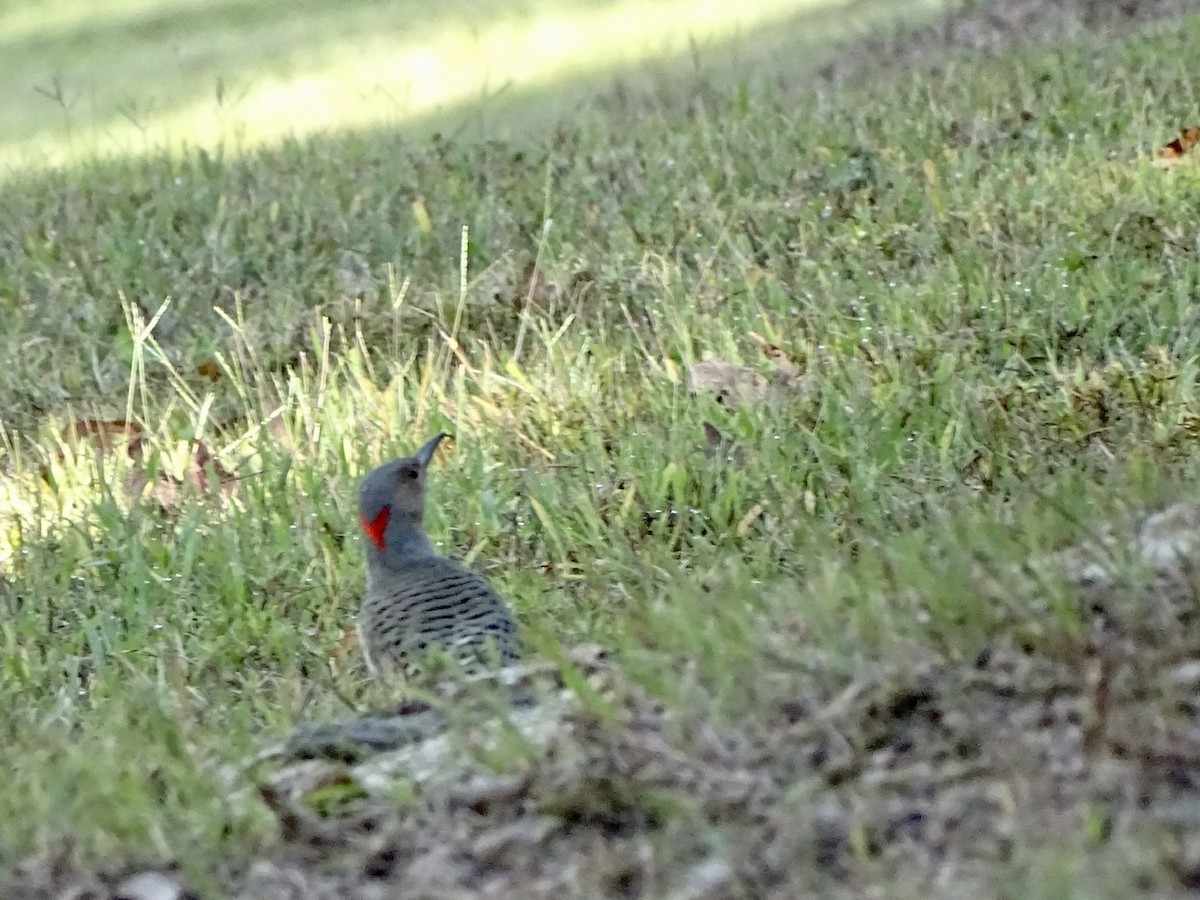 Northern Flicker - ML375040441