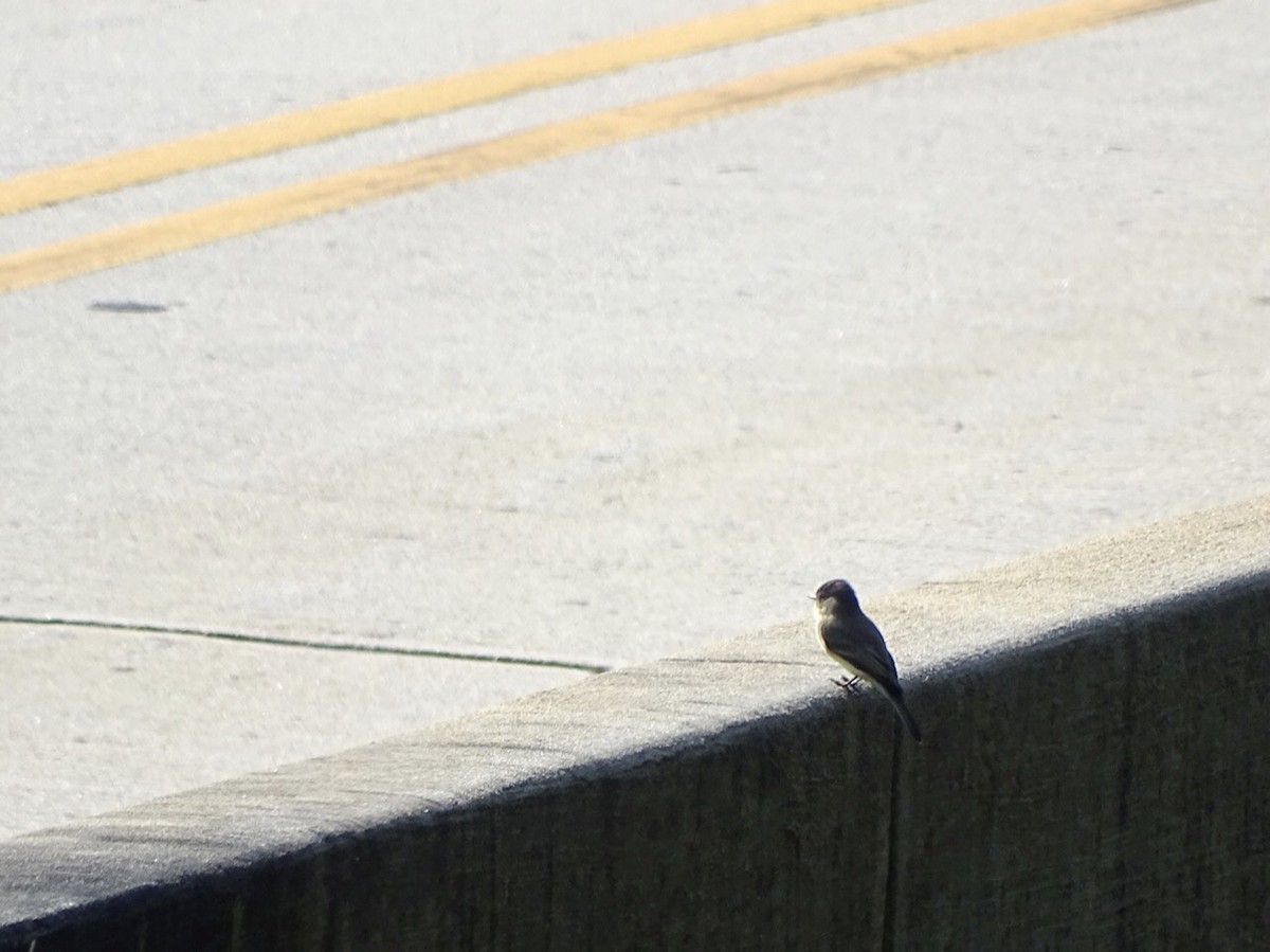 Eastern Phoebe - ML375040491