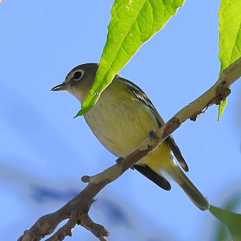 Cassin's Vireo - ML375040511