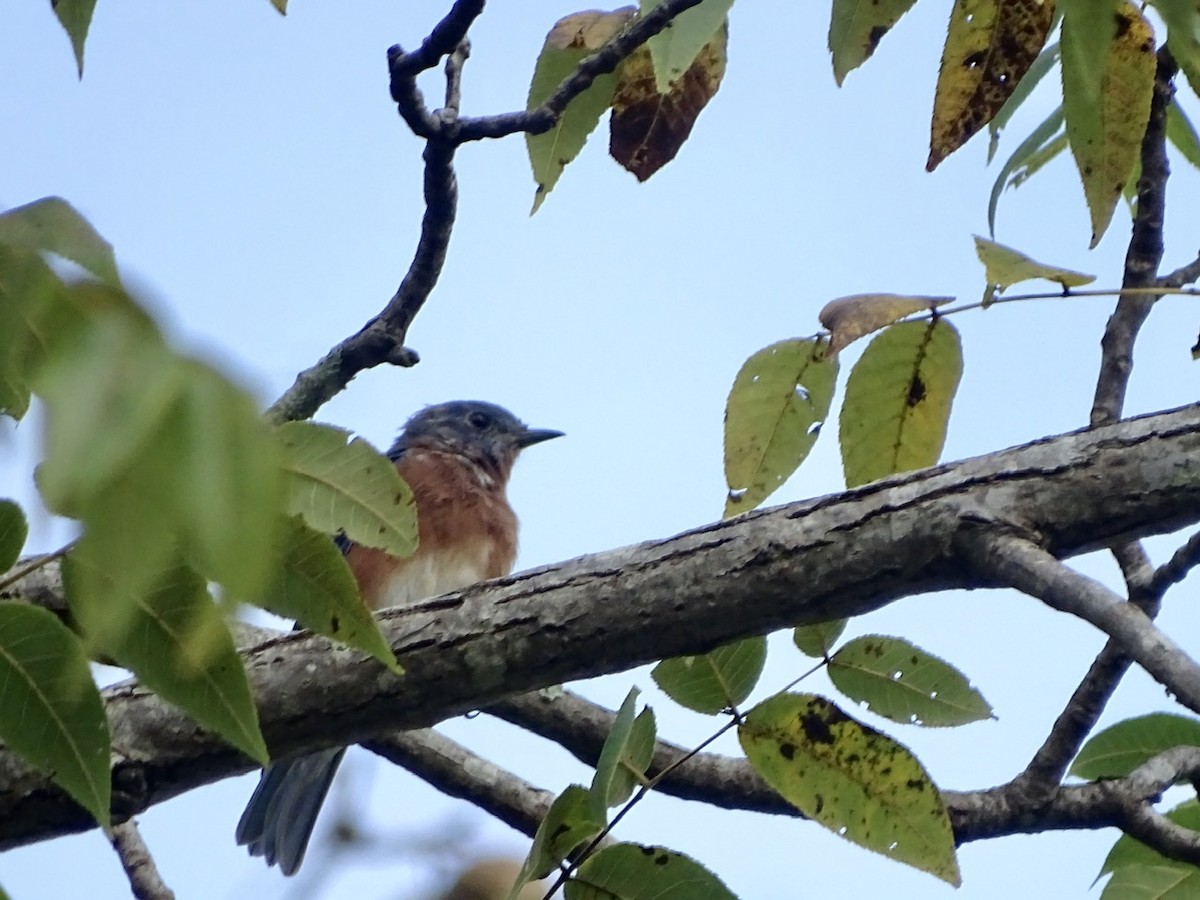 Eastern Bluebird - ML375040591