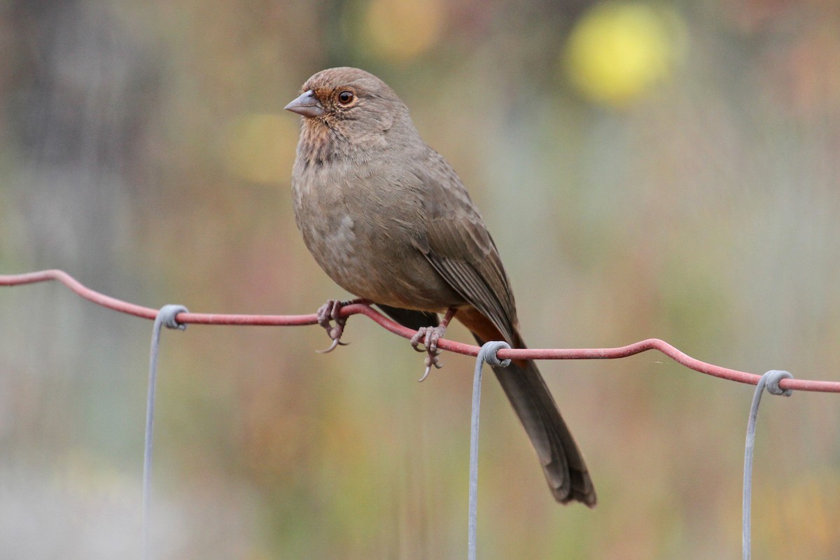 California Towhee - Jamie Chavez