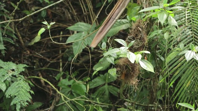 Porte-éventail de Swainson - ML375041411