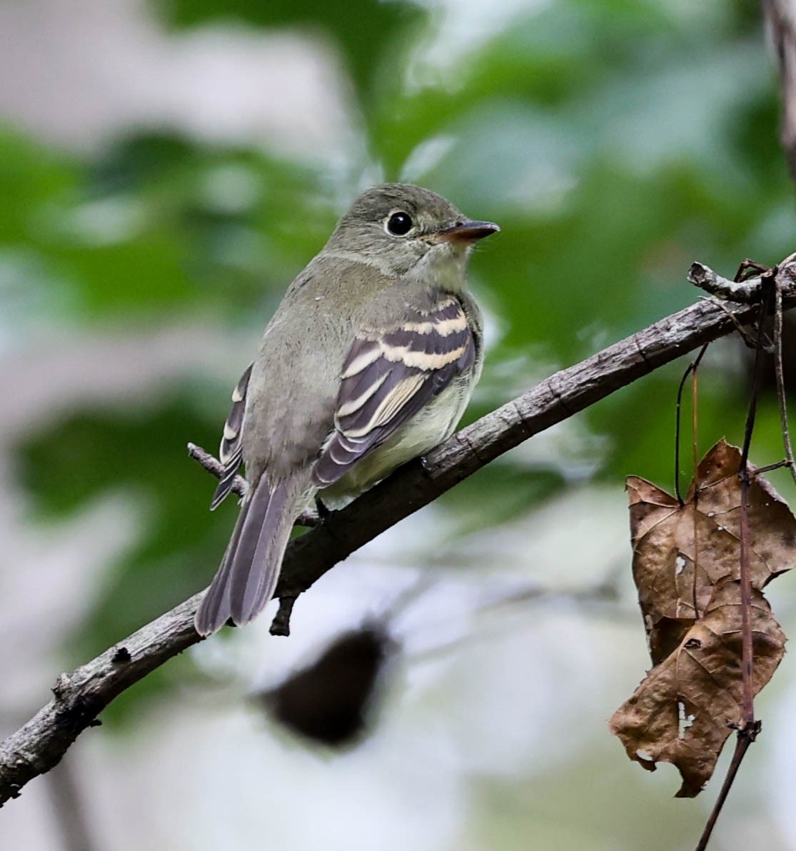 Empidonax sp. - ML375042041