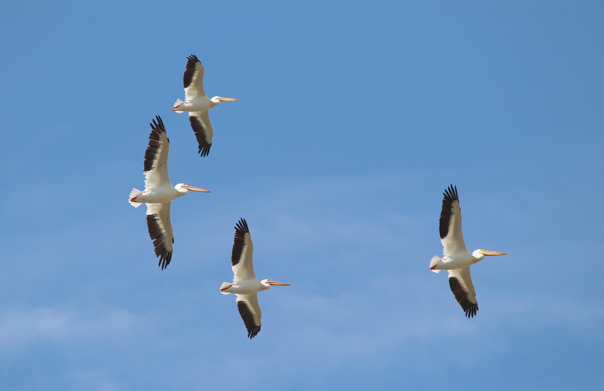 Great Salt Lake Birding Tour