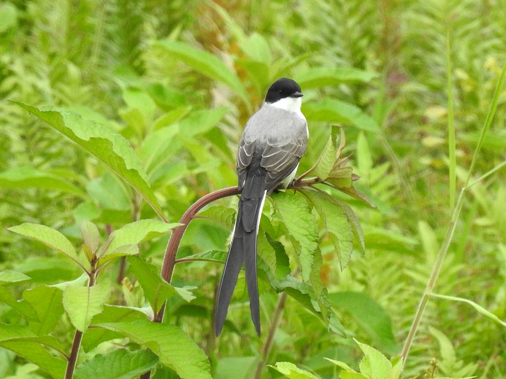 Fork-tailed Flycatcher - ML375042581