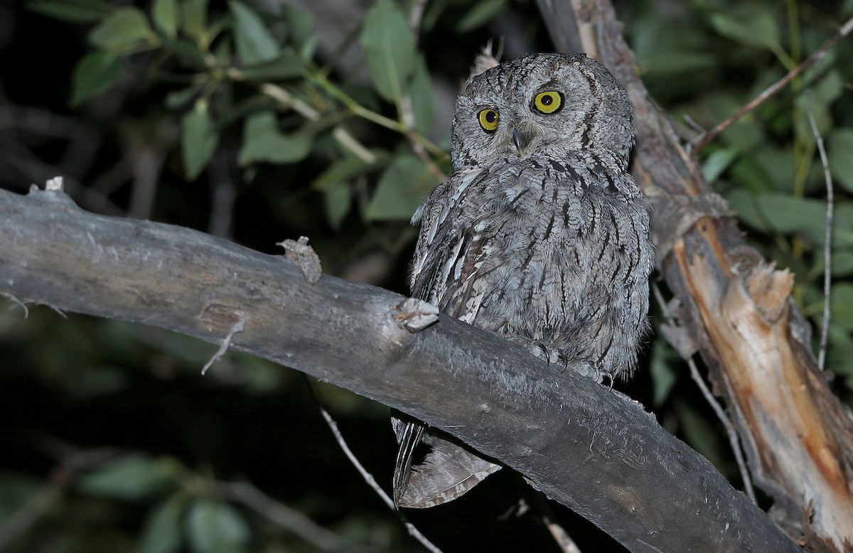 Western Screech-Owl - ML375042711