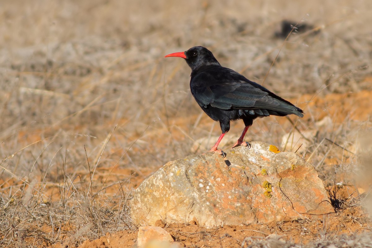 Red-billed Chough - Rei Segali