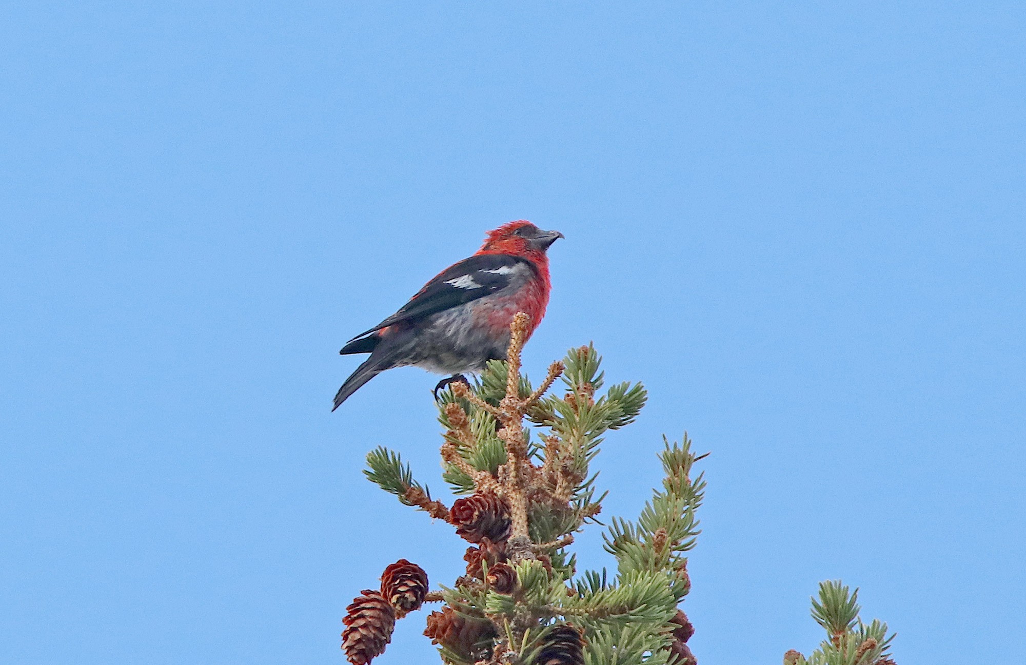 White-winged Crossbill