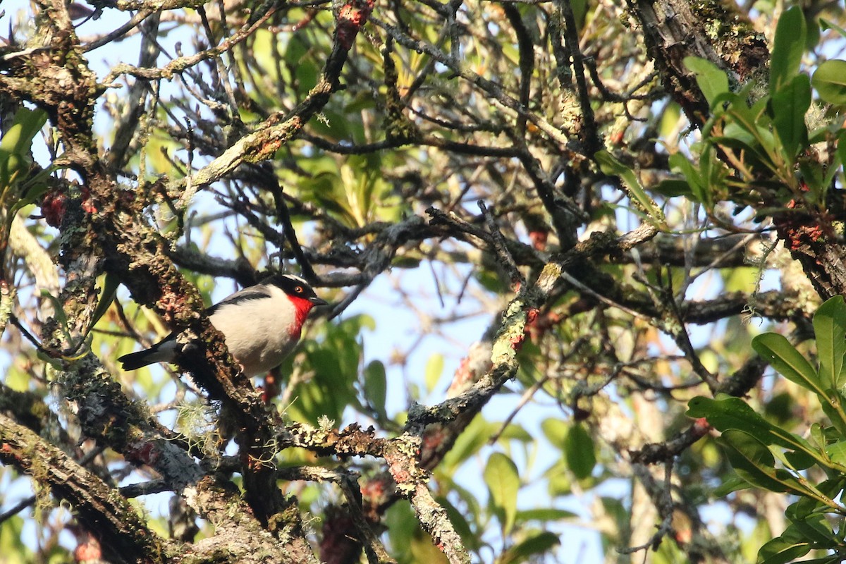 Cherry-throated Tanager - Daniel Branch