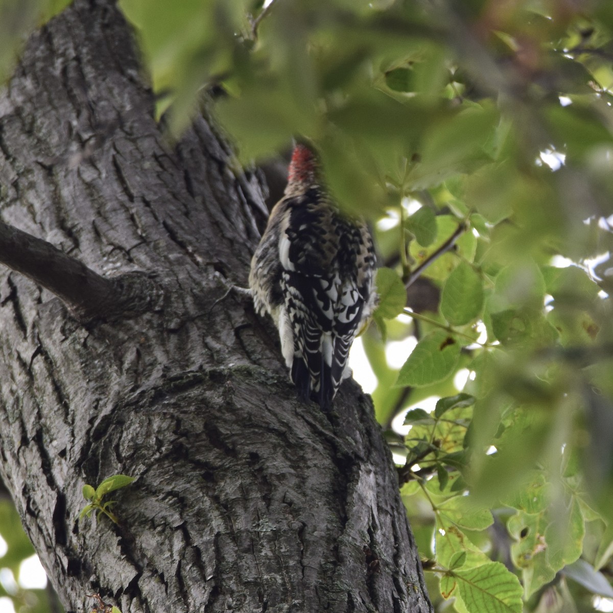 Yellow-bellied Sapsucker - ML375043771