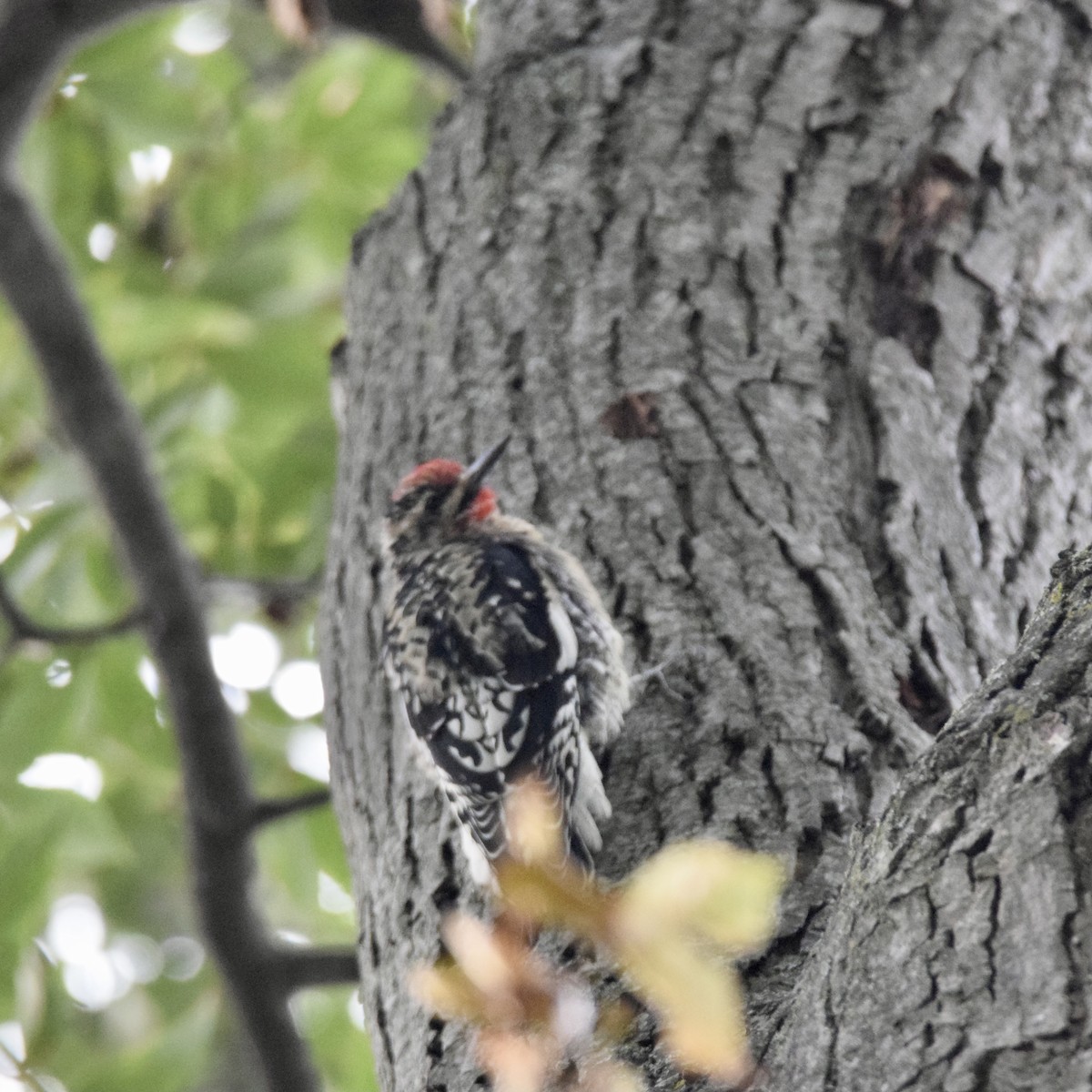 Yellow-bellied Sapsucker - ML375043781