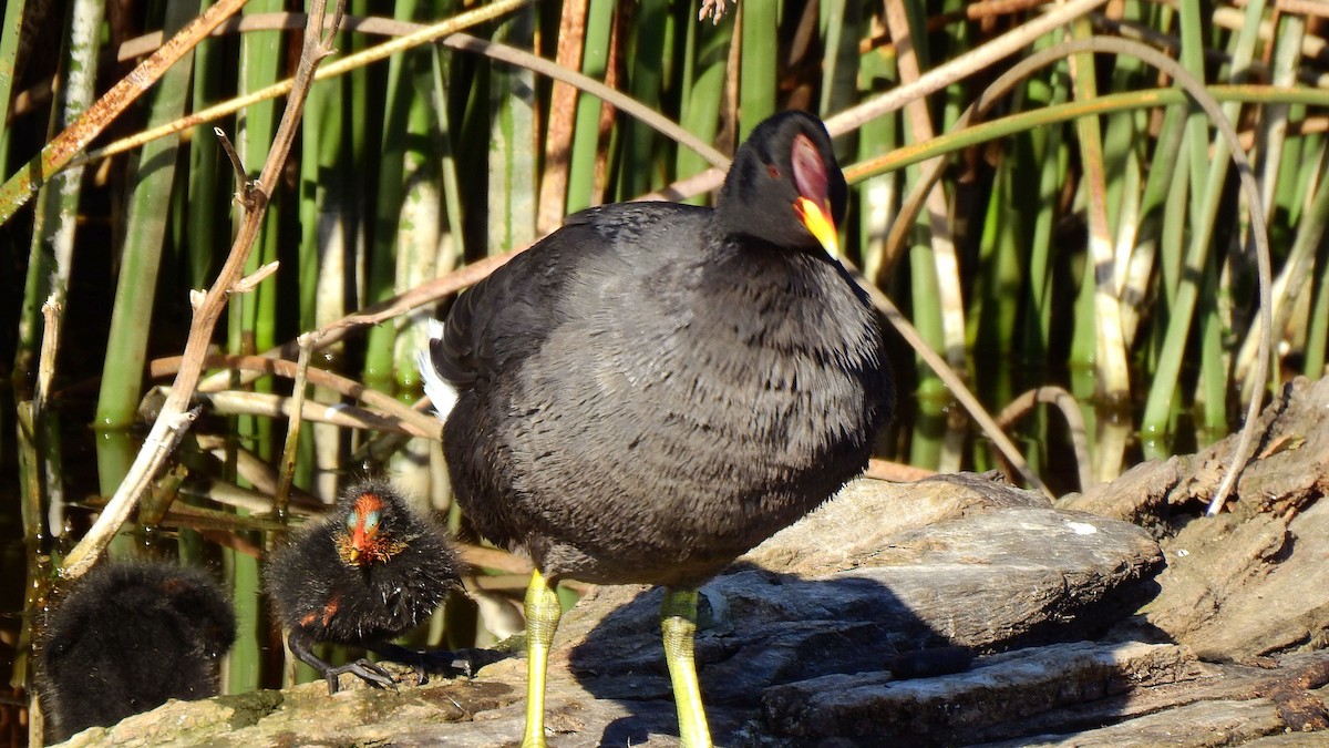 Red-fronted Coot - Hugo Valderrey