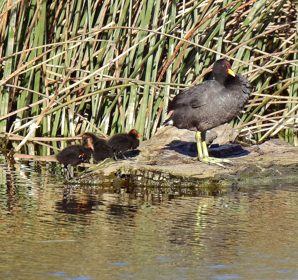 Red-fronted Coot - Hugo Valderrey