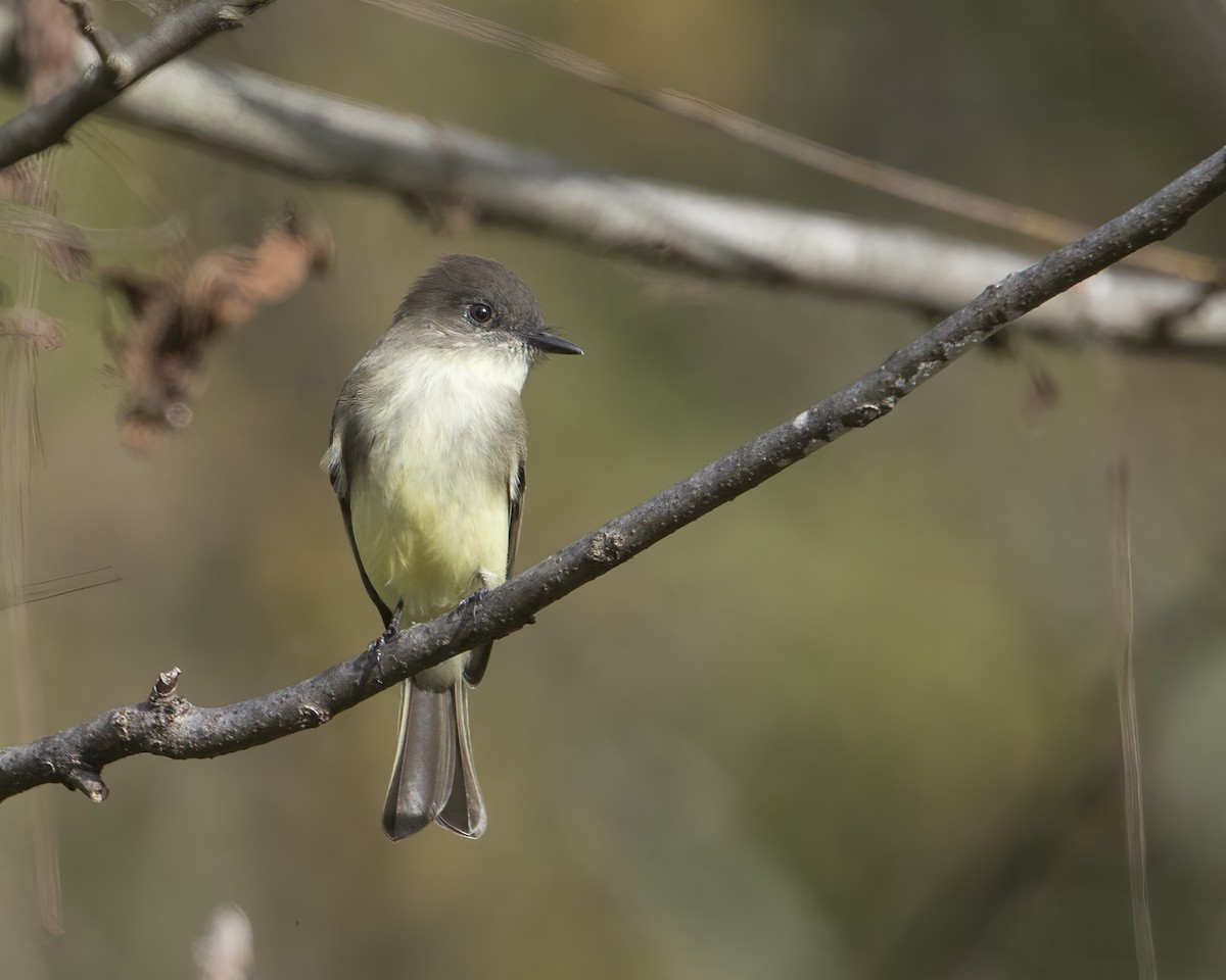 Eastern Phoebe - Brian Smith