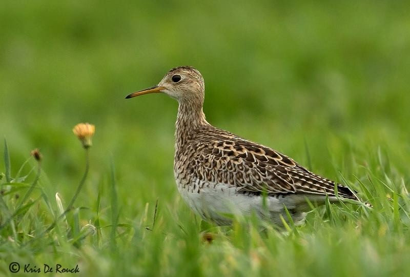 Upland Sandpiper - Guy MIRGAIN