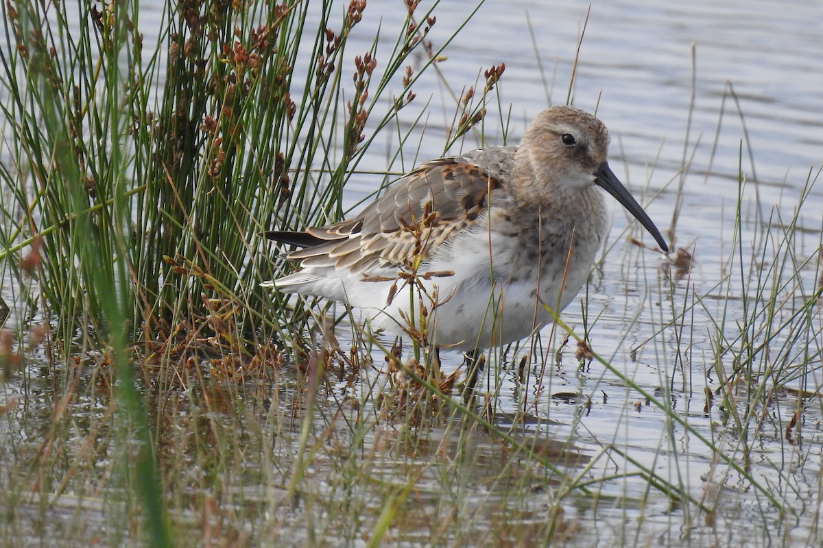 Dunlin - ML375048631